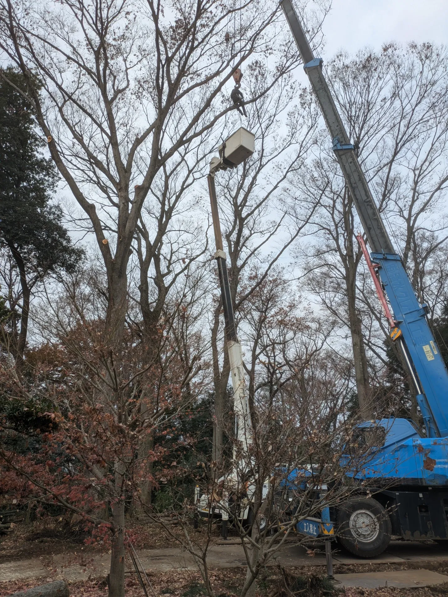 伐採
